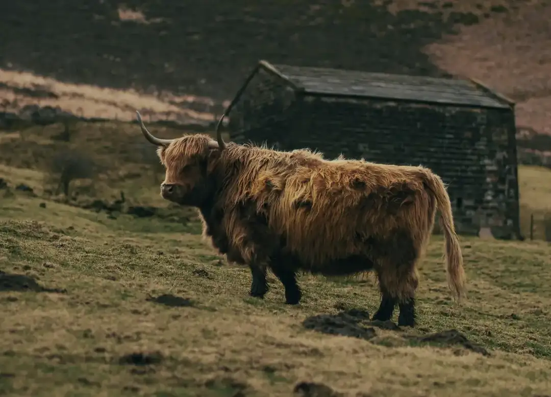 Highland coo on a misty Scottish morning